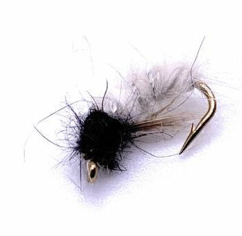 White Larva Fly