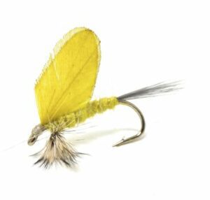 Burnt Wing Yellow Drake